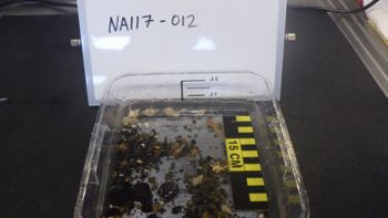 Media type: image;   Invertebrate Zoology 153106 Description: live specimen;